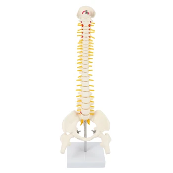 45 cm Fleksibilni model lumbalne savijanja kralježnice odrasla osoba 1: 1 Model kostura čovjeka позвоночным disk Model zdjelice, a koristi se za masaže, joge